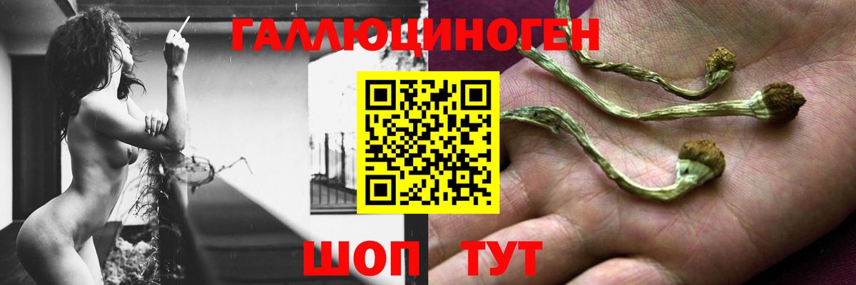 Галлюциногенные грибы Psilocybine cubensis Щёлково